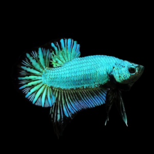Premium Betta Male Dragon Turquoise Based 3cm