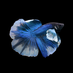 Premium Betta Male Elephant Ear Blue Based 3cm