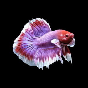 Premium Betta Male Elephant Ear Purple Based 3cm