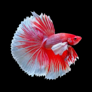 Premium Betta Male Elephant Ear Red Based 3cm