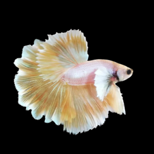 Premium Betta Male Elephant Ear Yellow Based 3cm