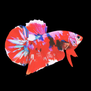 Premium Betta Male Giant Koi 6cm