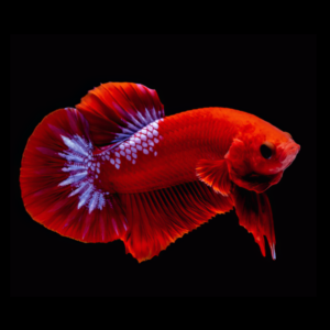 Premium Betta Male Hellboy Red 3cm