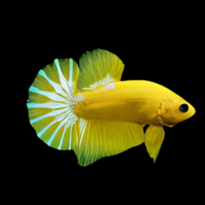 Premium Betta Male Hellboy Yellow 3cm
