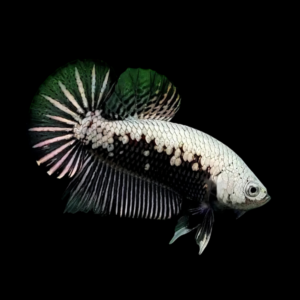 Premium Betta Male Samurai Black 3cm