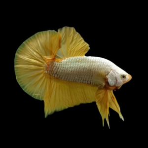 Premium Betta Male Samurai Gold 3cm