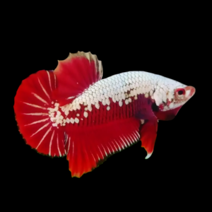 Premium Betta Male Samurai Red 3cm