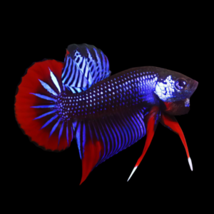 Premium Betta Male Wild Imbellis 3cm