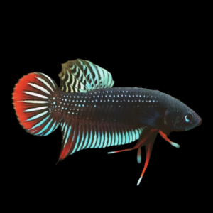 Premium Betta Male Wild Siamorientalis 3cm