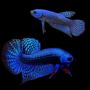 Premium Betta Pair Male & Female Alien Blue 3cm