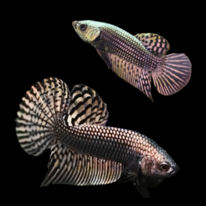 Premium Betta Pair Male & Female Alien Copper 3cm