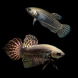 Premium Betta Pair Male & Female Alien Metallic 3cm