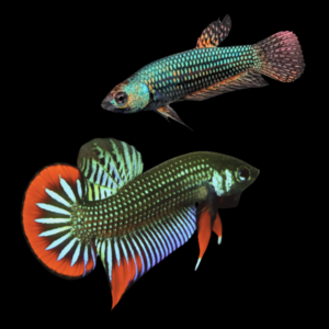 Premium Betta Pair Male & Female Alien Wild Colour 3cm