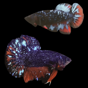 Premium Betta Pair Male & Female Avatar Galaxy 3cm