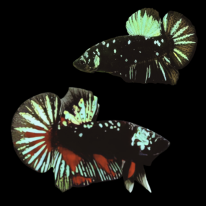 Premium Betta Pair Male & Female Avatar Green Base 3cm