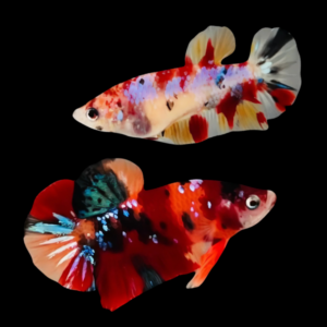 Premium Betta Pair Male & Female Double Tail Koi 3cm