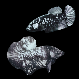 Premium Betta Pair Male & Female Avatar Metallic Base 3cm