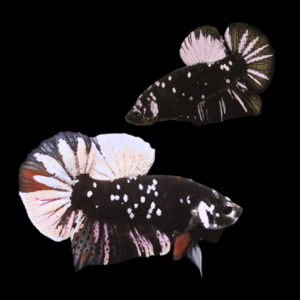 Premium Betta Pair Male & Female Avatar Pink Base 3cm