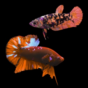 Premium Betta Pair Male & Female Avatar Red Base 3cm