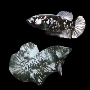 Premium Betta Pair Male & Female Avatar Silver Base 3cm