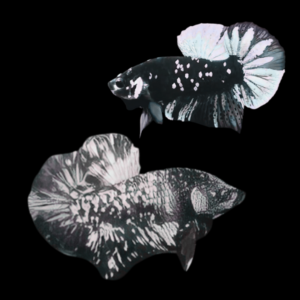 Premium Betta Pair Male & Female Avatar White Base 3cm