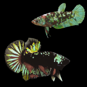 Premium Betta Pair Male & Female Avatar Wild Colour 3cm