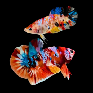 Premium Betta Pair Male & Female Double Tail Galaxy 3cm