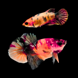 Premium Betta Pair Male & Female Double Tail Nemo 3cm