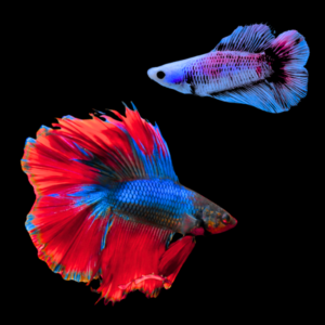 Premium Betta Pair Male & Female Double Tail Red & Blue Based 3cm
