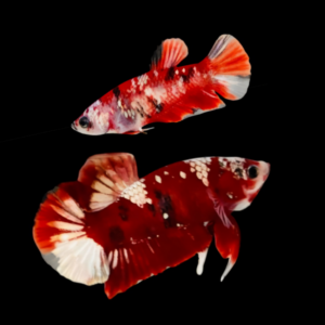 Premium Betta Pair Male & Female Dragon Galaxy 3cm