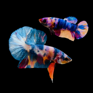 Premium Betta Pair Male & Female Dragon Koi 3cm