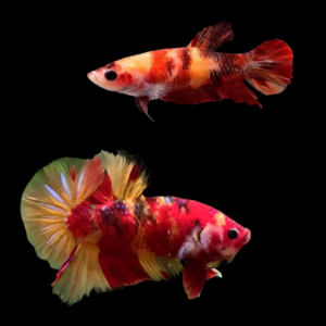 Premium Betta Pair Male & Female Dragon Nemo 3cm