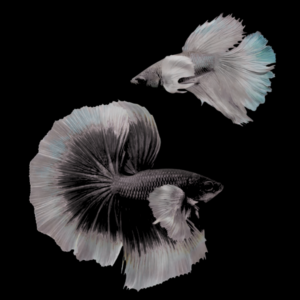 Premium Betta Pair Male & Female Elephant Ear Black Based 3cm