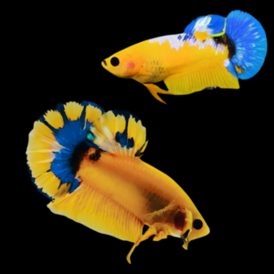 Premium Betta Pair Male & Female Hellboy Blue & Yellow 3cm