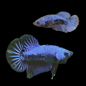Premium Betta Pair Male & Female Samurai Blue 3cm