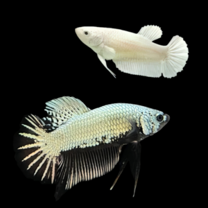 Premium Betta Pair Male & Female Samurai White 3cm