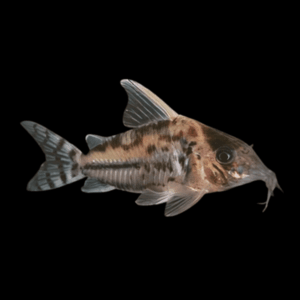 Pretty Corydoras Pulcher 4cm Catfish