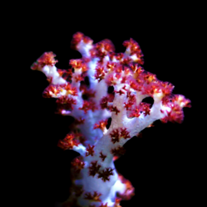 Prickly Soft Coral Dendronephthya Sp