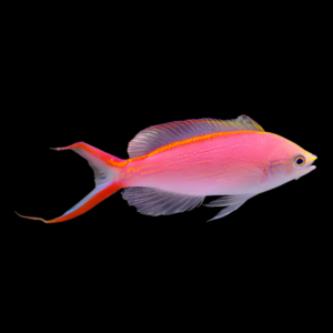 Princess Anthias Pseudanthias Smithvanizi