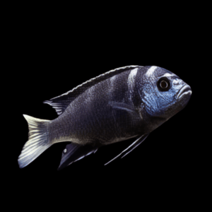 Pseudotropheus Acei White Tail Malawi African Cichlid