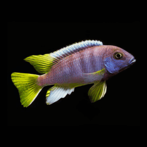 Pseudotropheus Acei Yellow Tail Malawi African Cichlid