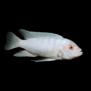 Pseudotropheus Albino Pindani Malawi African Cichlid