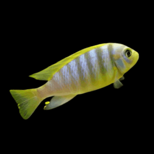 Pseudotropheus Aurora Malawi African Cichlid