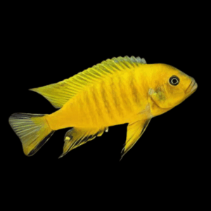 Pseudotropheus Daktari Malawi African Cichlid
