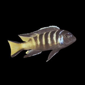 Pseudotropheus Elongatus Chailosi Malawi African Cichlid