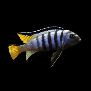 Pseudotropheus Elongatus Mpanga Malawi African Cichlid