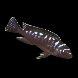 Pseudotropheus Elongatus Neon Spot Malawi African Cichlid