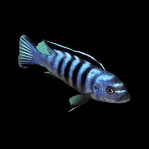 Pseudotropheus Elongatus Ornatus Malawi African Cichlid