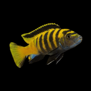 Pseudotropheus Flavus Malawi African Cichlid