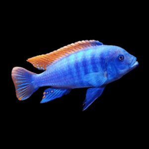 Pseudotropheus Greshakei Malawi African Cichlid